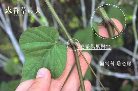 莖攀|臺灣146種藤本植物攀爬類型